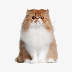 今晚9点30开特马开什么号